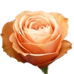 Kahala Roses d'Equateur Ethiflora
